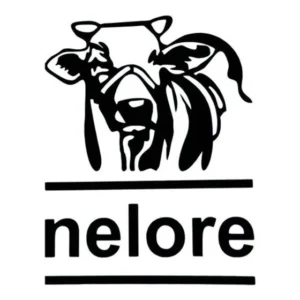 Adesivo Nelore Boi Gado Violão Caipira Sertanejo Modão Mato Pinga Cerveja Festa Violeiro Cachaça Musica Ótima Qualidade!