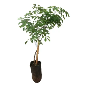 2 Mudas De Pau Ferro Para Plantio E Reflorestamento