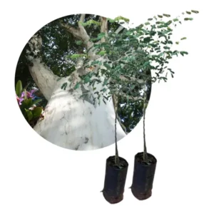 Kit 2 Mudas Gigantes Pau Ferro Ornamental Verdadeiro 1 A1,5m