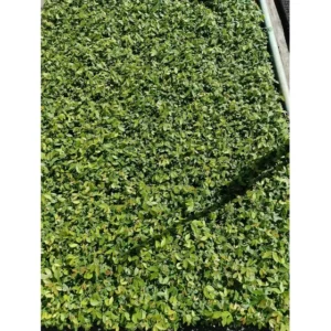 Muda Ingá Vera 50 Unidades Bandeja Pronta Para Transplante